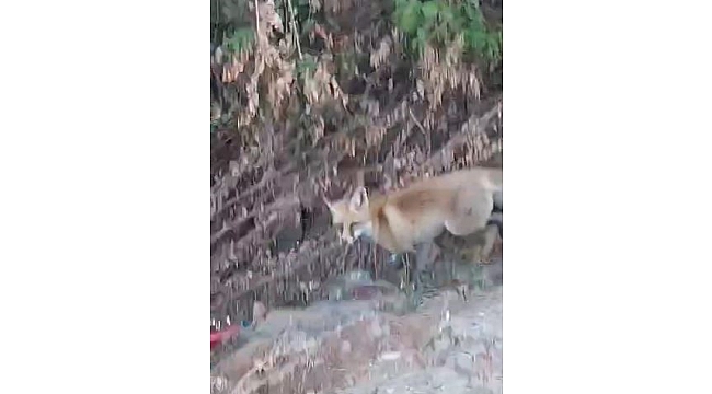 Elazığ'da şehir merkezinde yiyecek arayan tilkiler görüntülendi