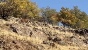 Elazığ'da dağ keçileri görüldü