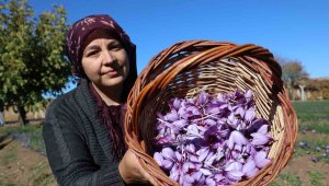 Kadın girişimcinin safran üretimi bölgeye örnek oldu: 300 bin liralık ürün gramla satılıyor